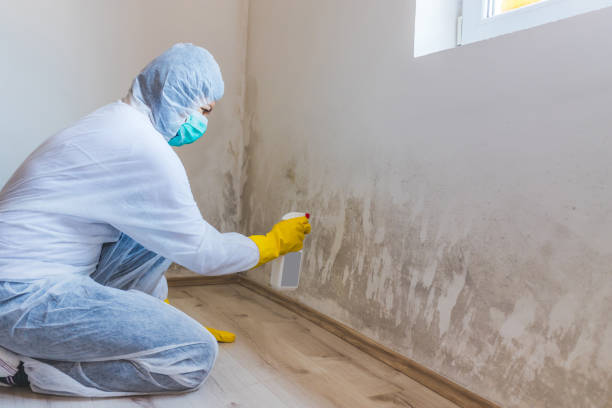 Licensed Basement Mold Remediation service in Belle Haven, VA - WQB Mold Removal